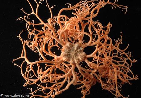 ��� ������� �� �������� ���� �� ������ ������� Basket Star[9]